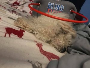Winston blind toy poodle halo bumper