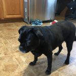 Kobe Blind Pug Halo Bumper