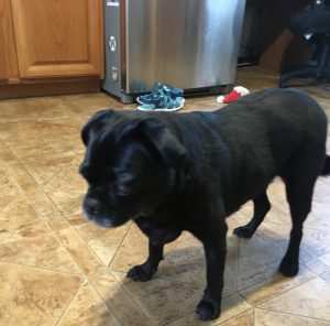 Kobe Blind Pug Halo Bumper