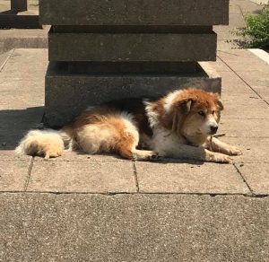 Ray Collie Mix Blind Bumper