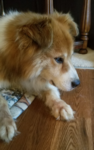 Ray Blind Collie Mix Halo Bumper