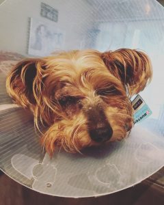 Sylvestor Blind Yorkie Halo Bumper