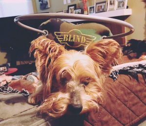 Sylvestor Blind Yorkie Halo Bumper