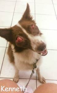 Kenneth Blind Mix Breed Halo Bumper