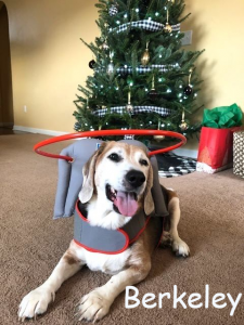 Berkely Blind Beagle Halo Bumper