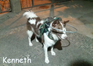 Kenneth Blind Mix Breed Halo Bumper