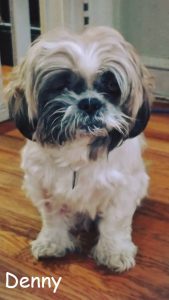 Denny Blind Shih Tzu Halo Bumper