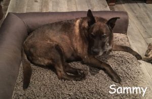 Sammy Blind Lab/Pit mix halo bumper