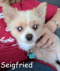 Seigfried Blind Pom Halo Bumper