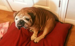 Sunny Blind Bulldog Halo Bumper