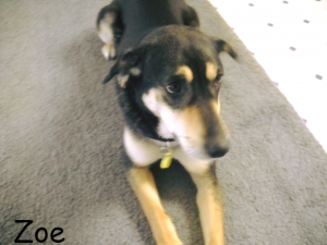 Zoe Blind Shepard/Mix Halo Bumper