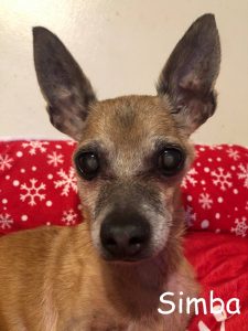 Simba Blind Chi Halo Bumper