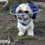 Denny Blind Shih Tzu Halo Bumper