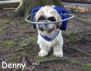 Denny Blind Shih Tzu Halo Bumper
