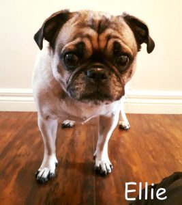 Ellie Blind Pug SARDS Halo Bumper