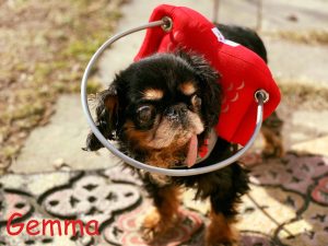 Gemma Blind English Spaniel Halo Bumper