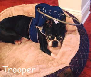 Trooper Blind Boston Terrier Halo Bumper
