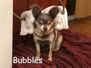 Bubble Blind Chihuahua Halo Bumber