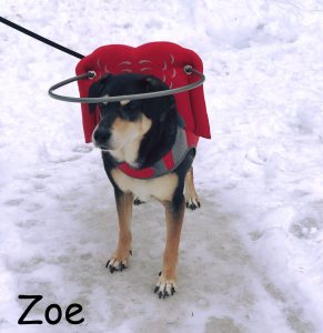 Zoe Blind Shepard Mix Halo Bumper