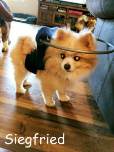 Siegfried Pomeranian halo bumper cataracts