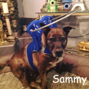 Sammy Blind Lab/Pit Halo Bumper