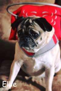 Ellie Blind Pug SARDS Halo Bumper