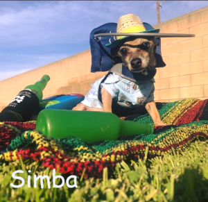 Simba Bind Chi Diabetes Bumber