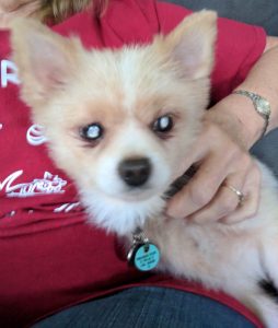 Siegfried Blind Pomeranian cataracts