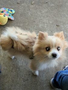 Siegfried Blind Pom Cataracts Bumper