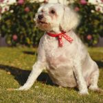 Mia Blind Poodle Halo Bumper