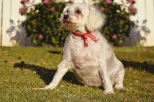 Mia Blind Poodle Halo Bumper