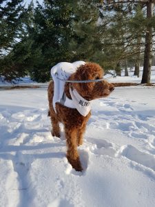 Paddy Blind Standard Poodle SARDS
