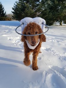 Paddy Blind Standard Poodle SARDS
