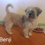 Benji Blind Maltese/Shih Tzu Halo Bumper