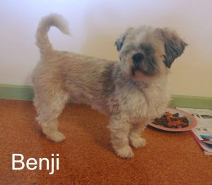 Benji Blind Maltese/Shih Tzu Halo Bumper