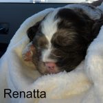 Renatta Blind Cocker Spaniel Double Merle