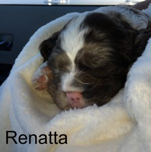 Renatta Blind Cocker Spaniel Double Merle