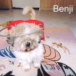 Benji Blind Maltese-ShihTzu Halo Bumper