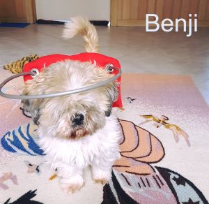 Benji Blind Maltese-ShihTzu Halo Bumper
