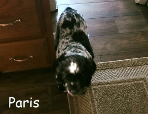 Paris Blind Cocker Spaniel Halo Bumper