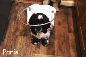 Paris Blind Cocker Spaniel Halo Bumper