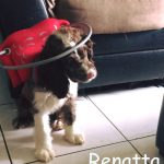 Renatta BlindCocker Spaniel Double Merle
