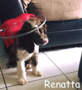 Renatta BlindCocker Spaniel Double Merle