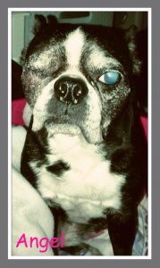 Angel Blind Boston Terrier Halo Bumper