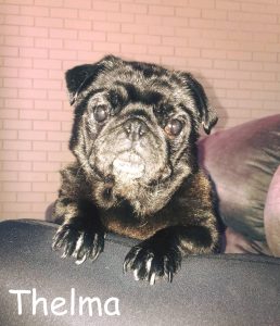 Thelma Blind Pug Entropion Halo Bumper