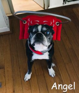 Angel Blind Boston Terrier Halo Bumper