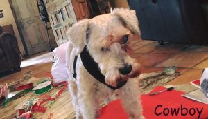 Cowboy Blind Mini-Schnauzer Cataracts Glaucoma Diabetic