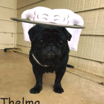 Thelma Blind Pug Entropion Halo Bumper