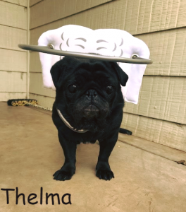 Thelma Blind Pug Entropion Halo Bumper