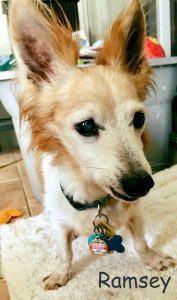 Ramsey Blind Dachshund Papillion Halo Bumper